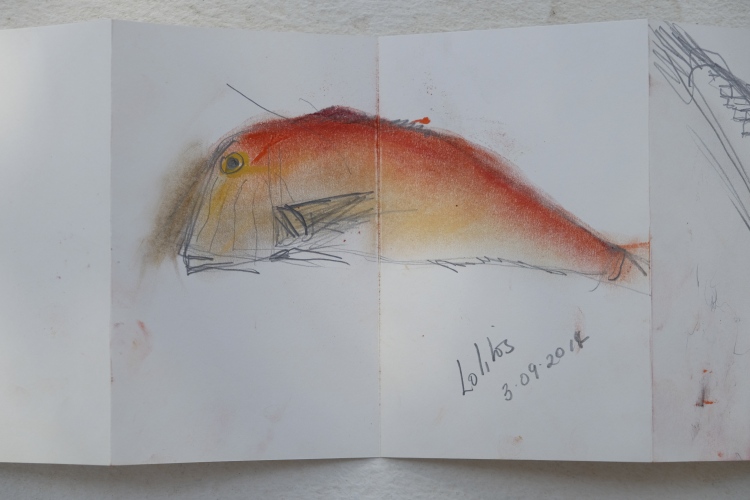 Rao, Lolitos, Razor fish, small orange fish sketched by Catherine Forshall 