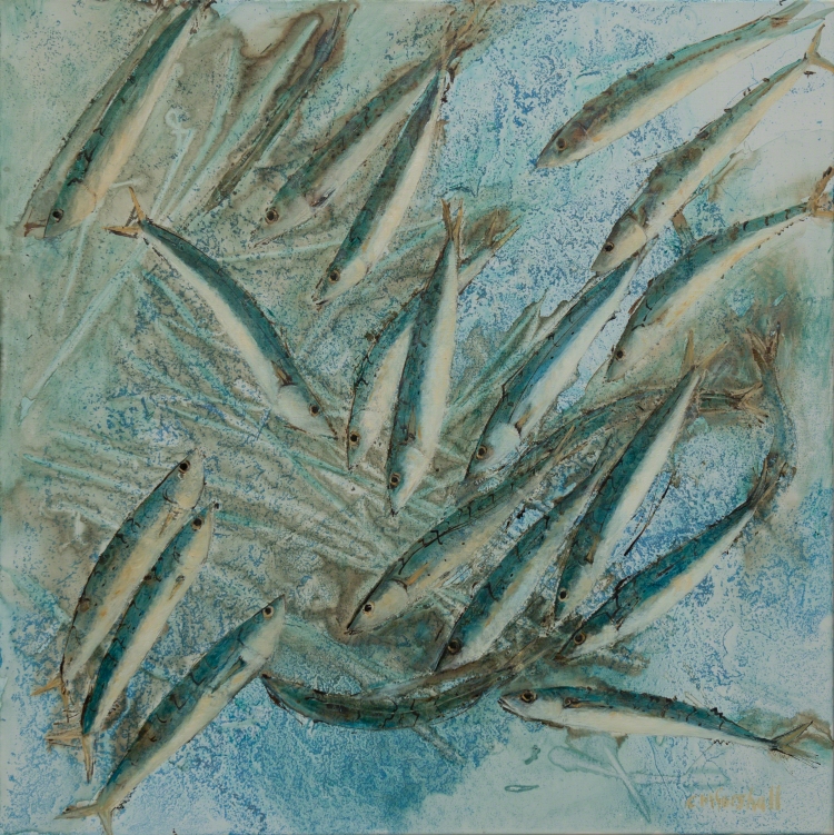 Mackerel, fish swimming, blue and grey back ground