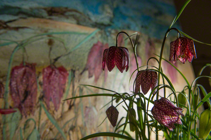 Snakes Head Fretillary, fritillaria meleagris against a painting of the same flower by Catherine Forshall