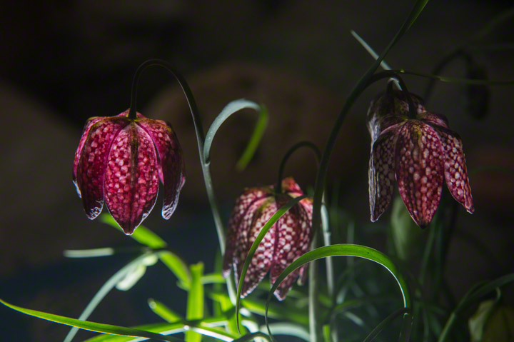 speckeled move bell shaped flowers, snakes head fritillary