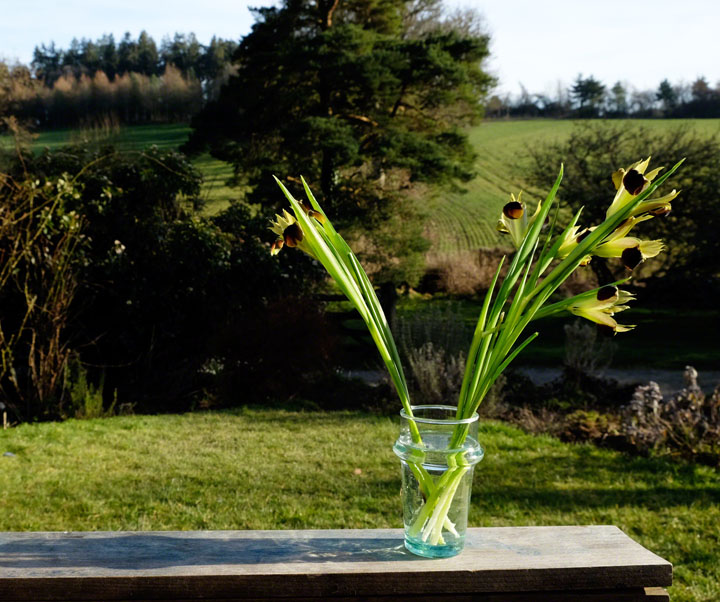 Lilies in a glass of water on a trestle against grass and dark back ground in sunshine