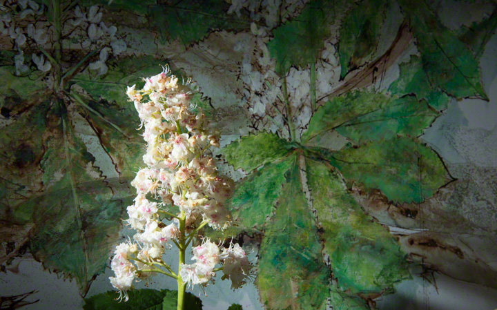 Horse chestnut flower, Aesculus Hippocastanum, in front of painting of same by Catherine Forshall