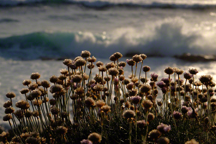 Sea thrift heads against a back ground of breaking wave