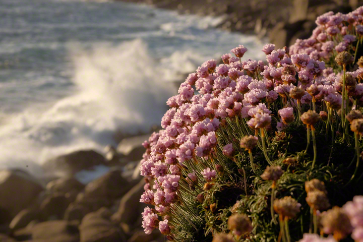 Evening light, pink flowers, beside background of breaking waves