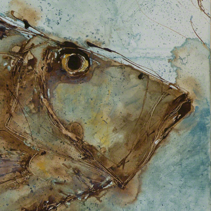 Face of fish, St Pierre, John Dory, Zeus Faber, in profile, against bluish background from painting by Catherine Forshall